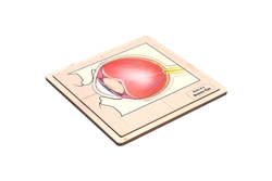 Parts of a Human Eye - Complete Set