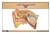 Parts of a Human Ear Nomenclature Cards (3-6)
