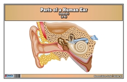 Parts of a Human Ear Nomenclature Cards (3-6)