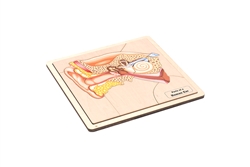 Parts of a Human Ear Puzzle with Nomenclature Cards (3-6)