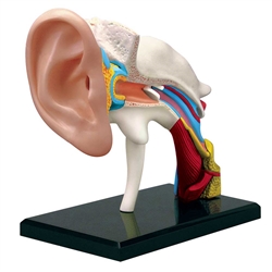 4-D Anatomy Ear Model