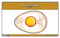 Parts of an Egg Nomenclature Cards (3-6)