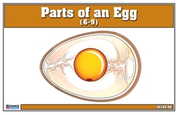 Parts of an Egg  Nomenclature Cards (6-9)