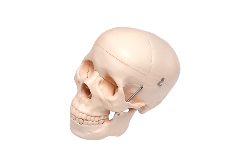 Human Skull Model