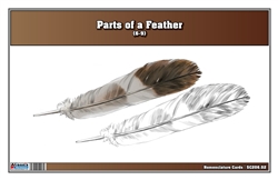 Parts of a Feather Nomenclature Cards (6-9)
