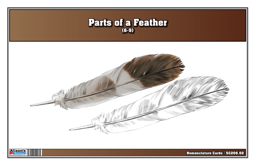 Parts of a Feather Nomenclature Cards (6-9)