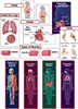 Human Body Mini Bulletin Board Set