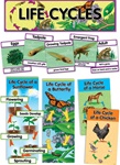 Life Cycles Mini Bulletin Board Set