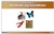 Classification of Vertebrates & Invertebrates Nomenclature Cards