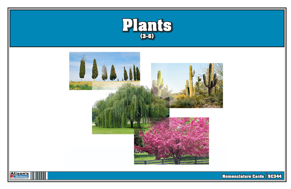 Plants Nomenclature Cards