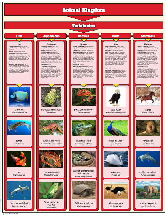 Animal Kingdom Chart with Cards: Vertebrates