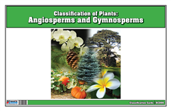 Classification of Plants: Angiosperms and Gymnosperms
