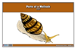 Parts of a Mollusk Nomenclature Cards 3-6 (Printed)