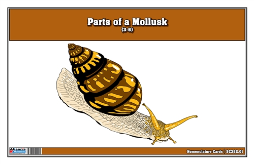 Parts of a Mollusks Nomenclature Cards 3-6 (Printed)