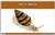 Parts of a Mollusks Nomenclature Cards 6-9 (Printed)
