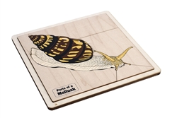 Parts of a Mollusk Puzzle with Nomenclature Cards 6-9