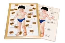 Parts of a Human Body Magnetic Chart