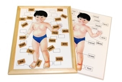 Parts of a Human Body Magnetic Chart