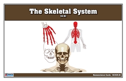The Skeletal System Nomenclature Cards (3-6)