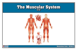 The Muscular System Nomenclature Cards (3-6)