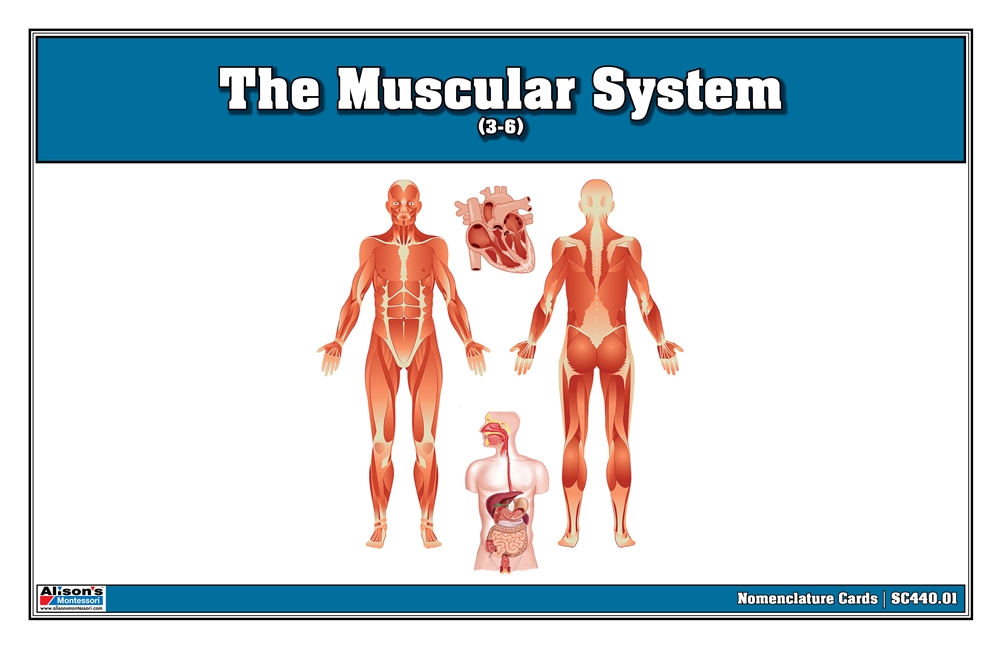 The Muscular System Nomenclature Cards (3-6)