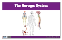The Nervous System Nomenclature Cards (3-6)