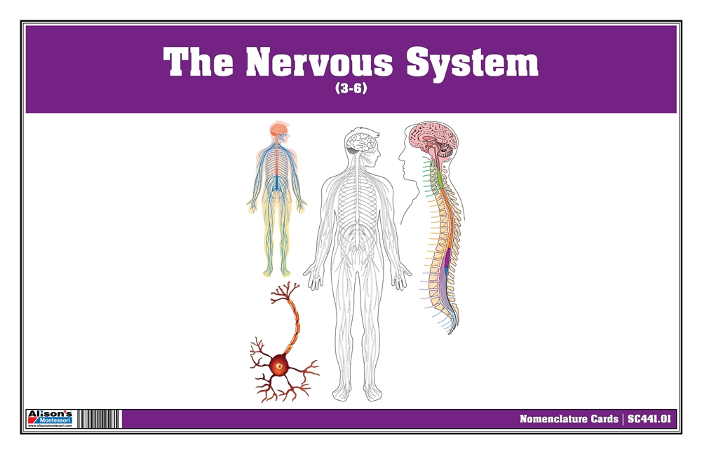The Nervous System Nomenclature Cards (3-6)