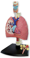 Respiratory System Model