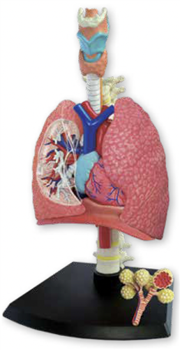 Respiratory System Model