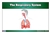 The Respiratory System Nomenclature Cards (6-9)