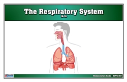 The Respiratory System Nomenclature Cards (6-9) (Printed)