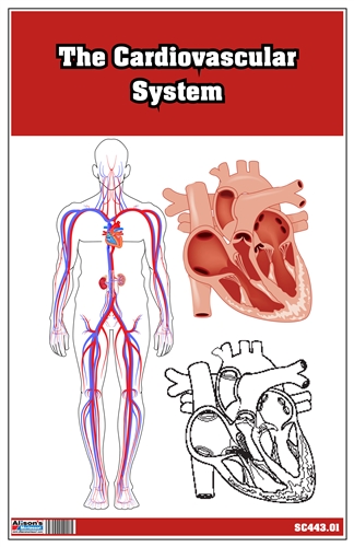 The Cardiovascular System Nomenclature Cards (3-6)