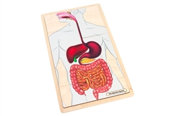 The Digestive System Puzzle