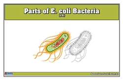 Parts of E. coli Bacteria Nomenclature Cards (3-6)