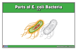 Parts of E. coli Bacteria Nomenclature Cards (6-9)