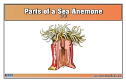 Parts of a Sea Anemone Nomenclature Cards (3-6)