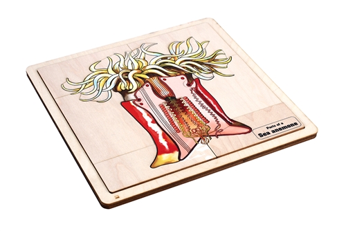 Parts of a Sea Anemone Puzzle with Nomenclature Cards (3-6) (Printed)