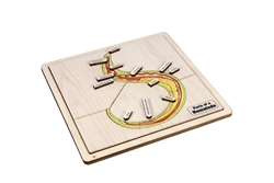 Parts of a Nematode Puzzle with Nomenclature Cards (3-6)