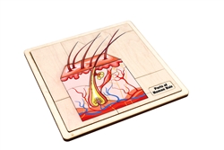 Parts of Human Hair Puzzle with Nomenclature Cards (3-6) Printed