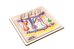 Parts of Human Skin Puzzle
