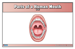 Parts of a Human Mouth Nomenclature Cards (3-6) (Printed)