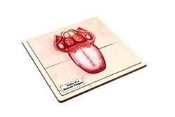 Parts of a Human Tongue Puzzle with Nomenclature Cards (3-6)