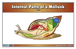 Internal Parts of a Mollusk Nomenclature Cards (6-9) (Printed)