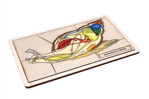 Internal Parts of a Mollusk Puzzle with Nomenclature Cards (3-6) (Printed)