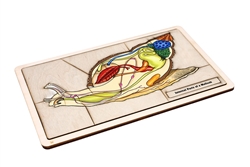 Internal Parts of a Mollusk Puzzle with Nomenclature Cards (6-9) (Printed)