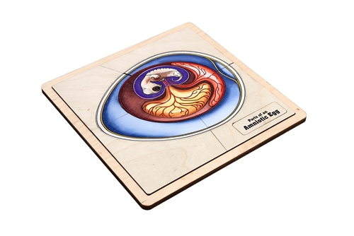 Parts of an Amniotic Egg Puzzle with Nomenclature Cards (6-9) (Printed)