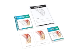 Anatomy of a Human Knee Joint Nomenclature Cards (3-6) (Printed)
