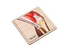 Anatomy of a Human Knee Joint Puzzle
