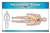 The Lymphatic System (Nomenclature Cards) (3-6)