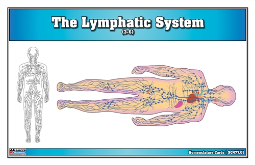 The Lymphatic System (Nomenclature Cards) (3-6)